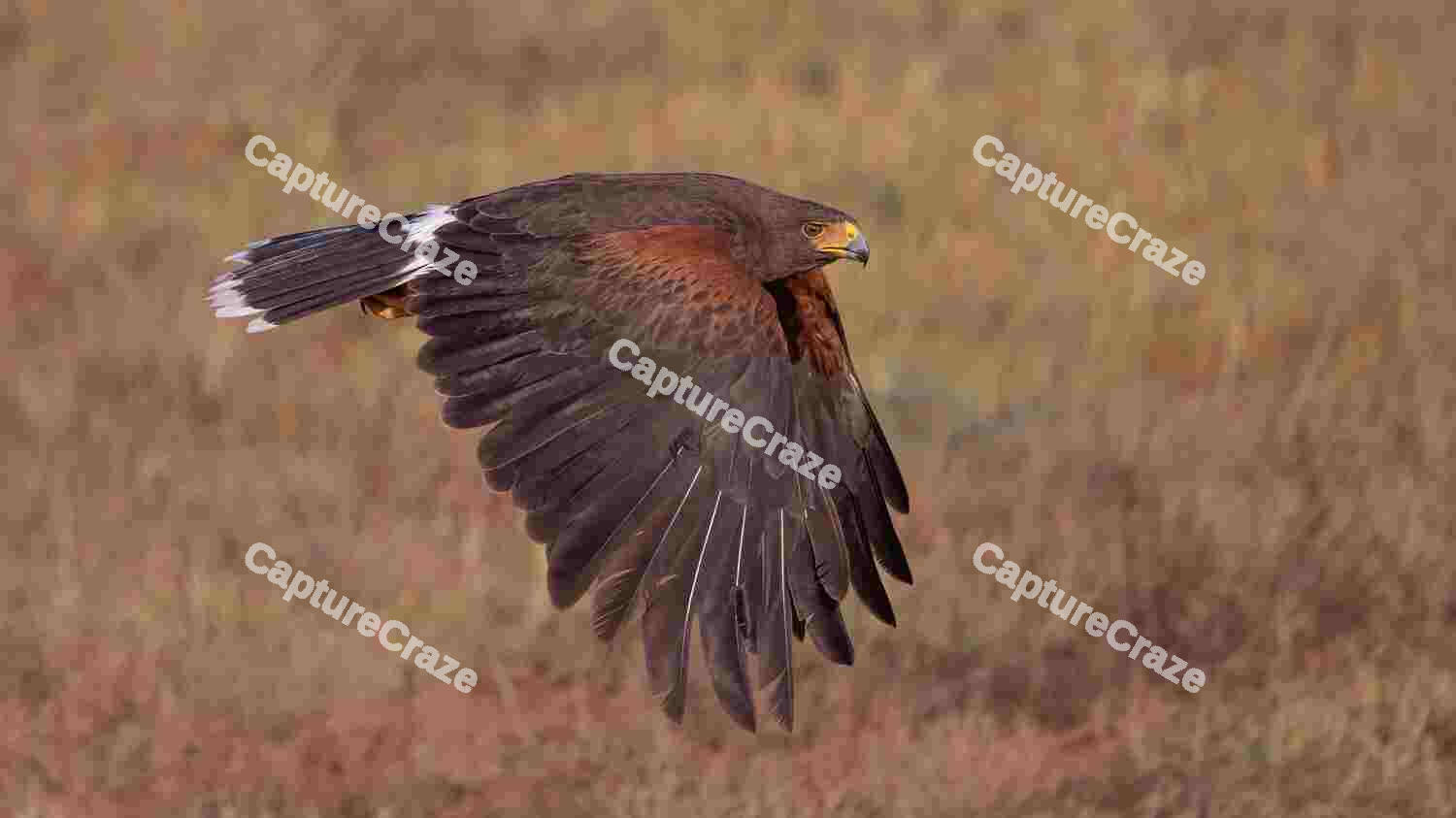 Hauk Flying
